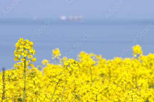 海辺の菜の花畑