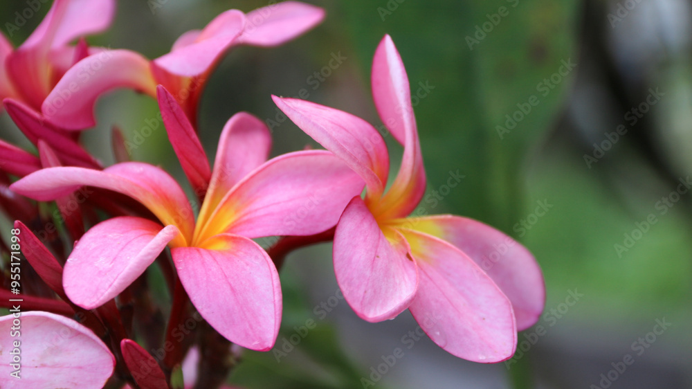 Plumeria rubra L. ‘Siam Red (Bunga Kamboja merah; Bunga Jepun). A group of plants in the genus Plumeria. These flowers are for Balinese Hindu prayers and as an ornamental plant in Bali. Plumeria rubra L. ‘Siam Red (Bunga Kamboja merah; Bunga Jepun). A group of plants in the genus Plumeria. These flowers are for Balinese Hindu prayers and as an ornamental plant in Bali.