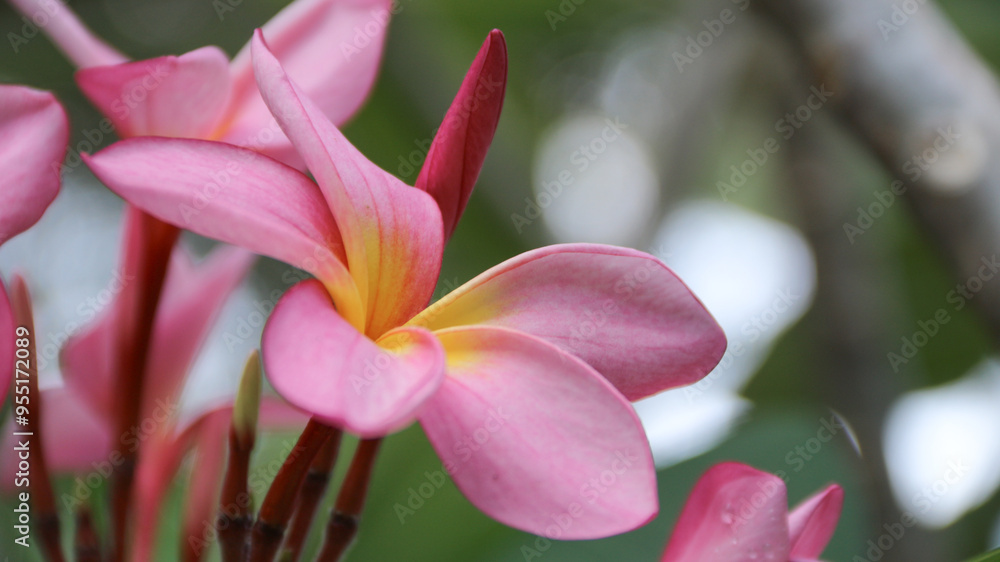 Plumeria rubra L. ‘Siam Red (Bunga Kamboja merah; Bunga Jepun). A group of plants in the genus Plumeria. These flowers are for Balinese Hindu prayers and as an ornamental plant in Bali. Plumeria rubra L. ‘Siam Red (Bunga Kamboja merah; Bunga Jepun). A group of plants in the genus Plumeria. These flowers are for Balinese Hindu prayers and as an ornamental plant in Bali.