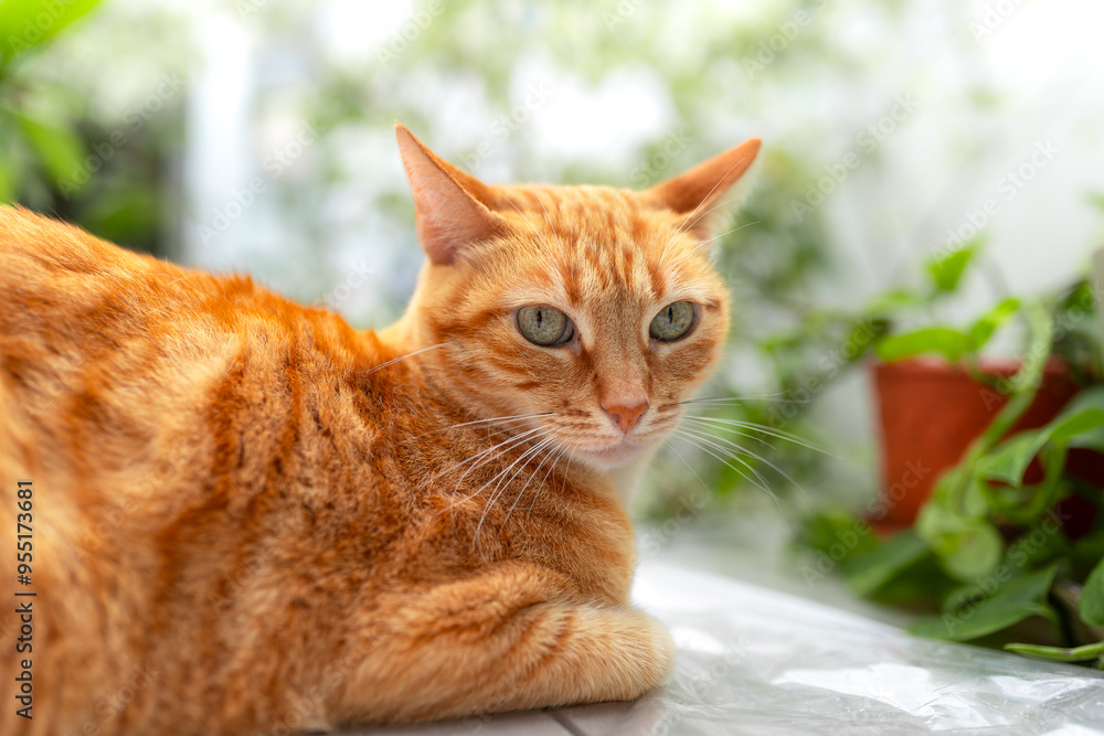 brown tabby cat with green eyes in a garden brown tabby cat with green eyes in a garden