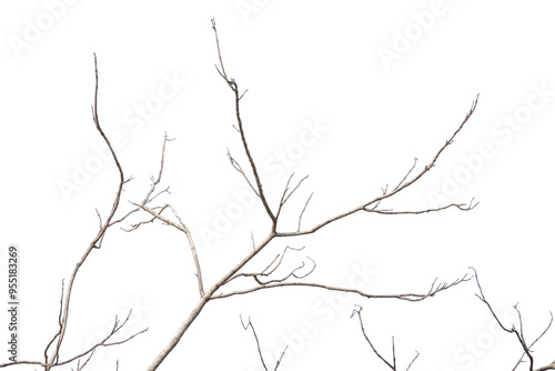 Dry tree branches isolated on white background