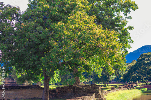 natural background of many species of plants that are laid out in the park, for the propagation of the species and to provide shade for those who stop by while traveling to study the ecology.