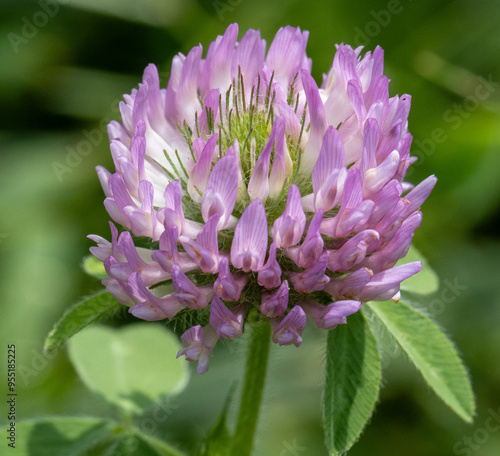 Red Clover (Trifolium pratense)