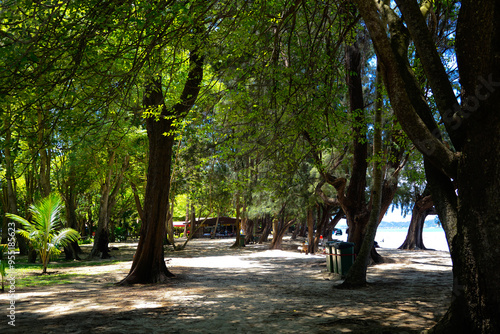 Tourists hanging under Casuarina equisetifolia shade on the side of a beach photo