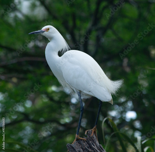 Snowy Egret in a tre photo