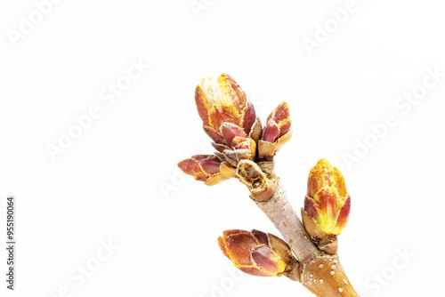 Silver Maple