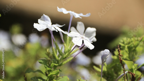 Closeup view of Plumbago auriculata, the cape leadwort, blue plumbago or Cape plumbago, a species of flowering plant native to South Africa photo