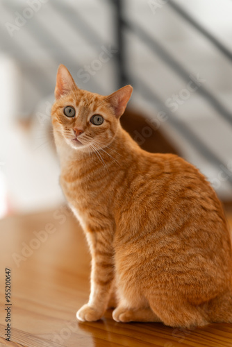 vertical composition. brown tabby cat with green eyes looks at the camera