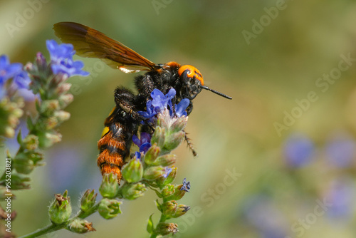 The mammoth wasp (Megascolia maculata) is a big of insect belonging to the family Scoliidae in the order Hymenoptera. Scolia Female. photo