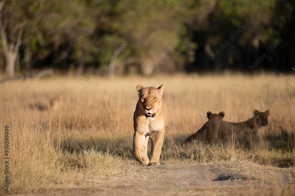 Lions in BWA Lions in BWA