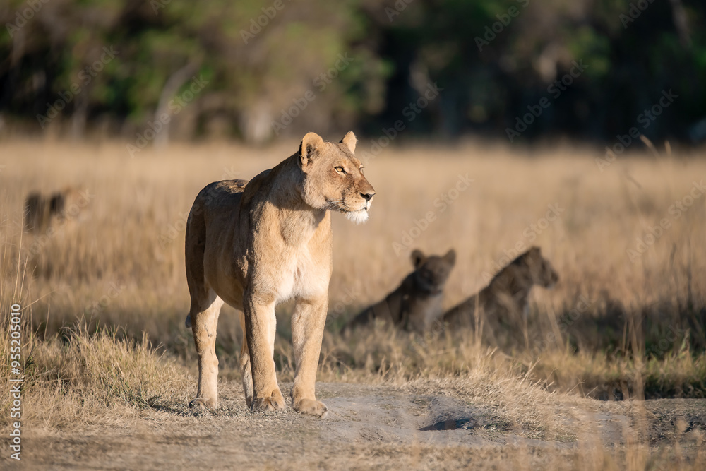 Fototapeta premium Lions in BWA