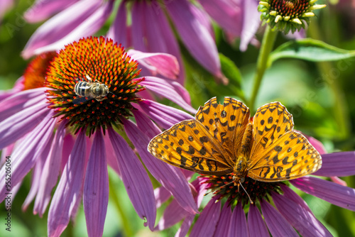 Photography butterfly and bee on flower