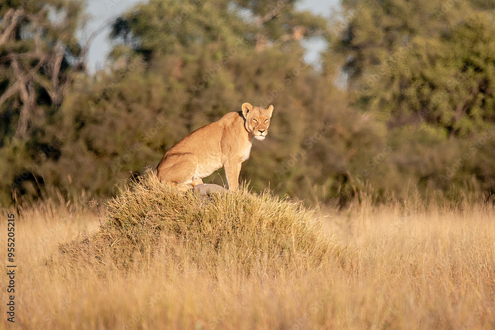 Fototapeta premium Lions in BWA