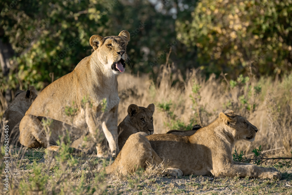 Naklejka premium lions in BWA