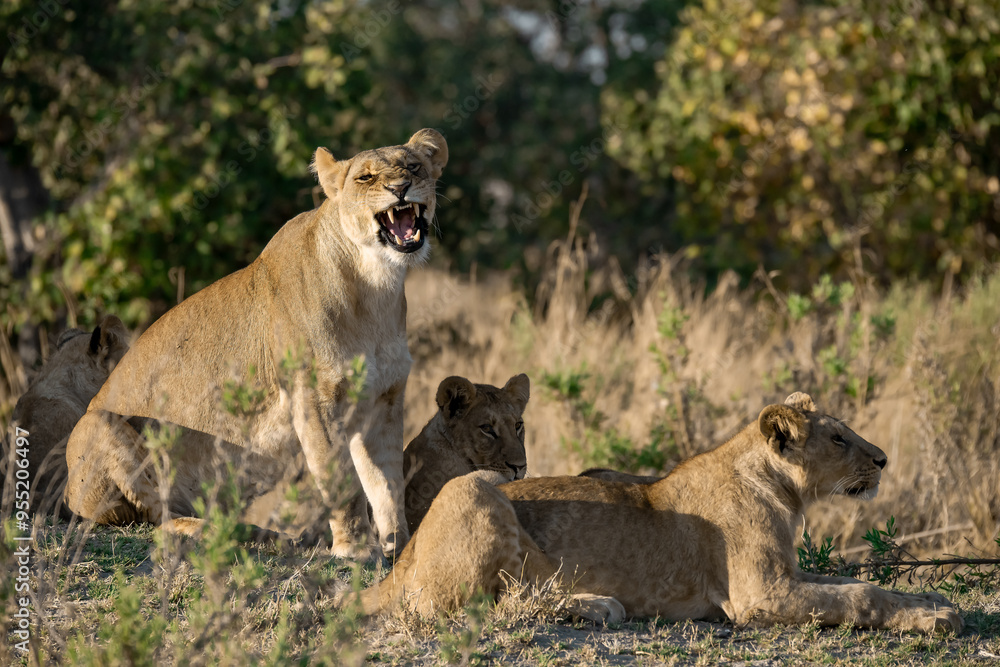 lions in BWA lions in BWA