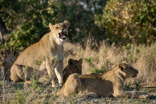 lions in BWA