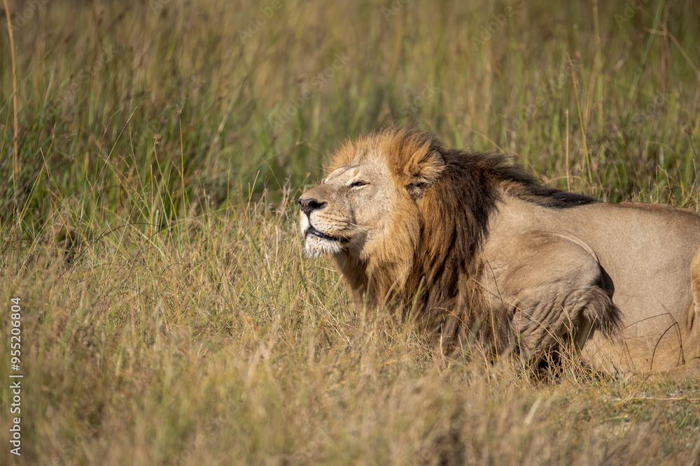 lions in BWA lions in BWA