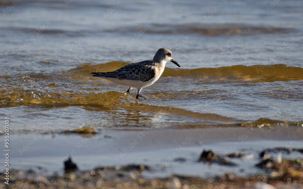 A sandpiper bird hunts at the water's edge. A sandpiper bird hunts at the water's edge.