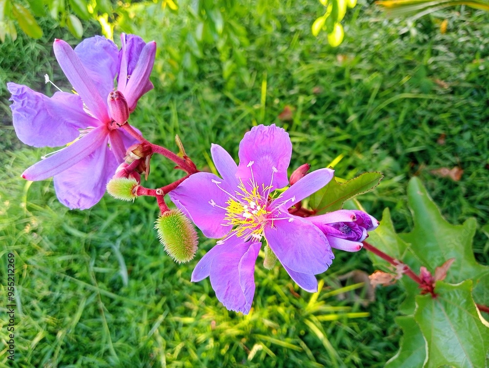 Pink flowers in the garden Pink flowers in the garden