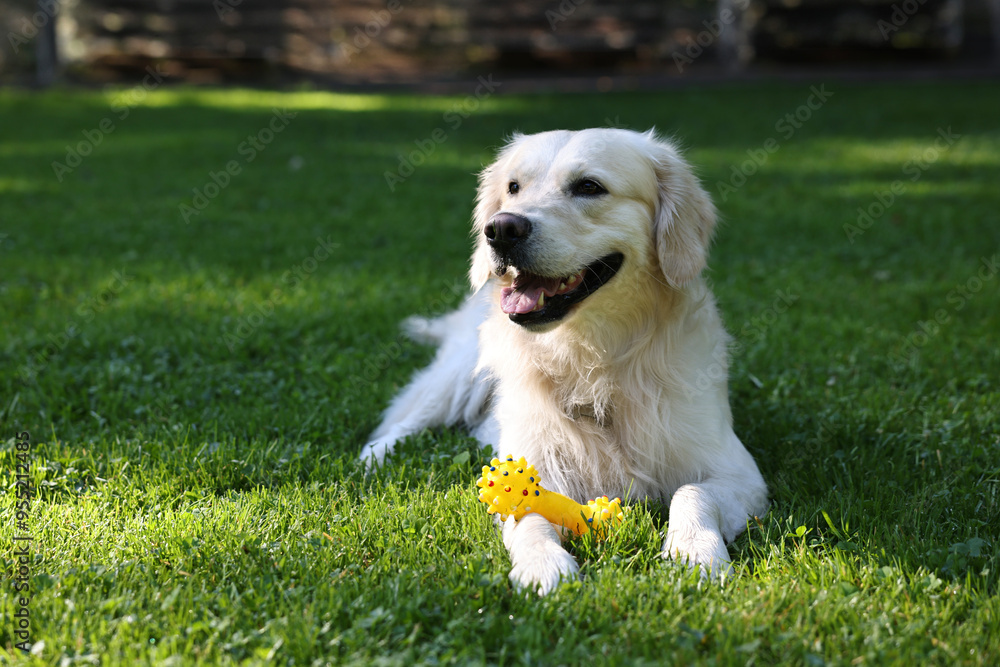 Cute Golden Retriever dog with toy on green grass. Space for text Cute Golden Retriever dog with toy on green grass. Space for text