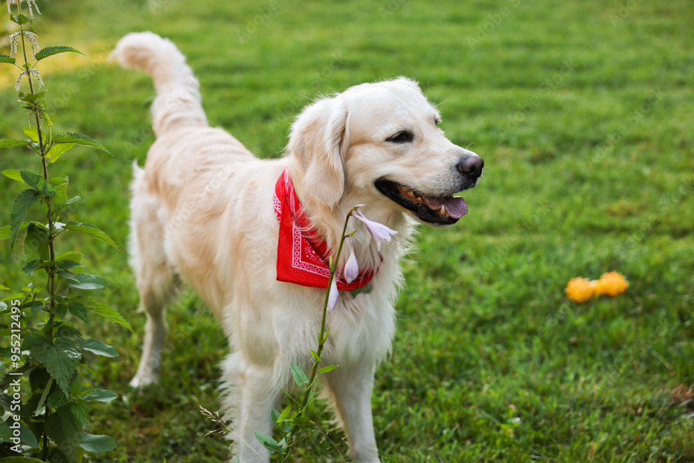Cute Golden Retriever dog on green grass Cute Golden Retriever dog on green grass