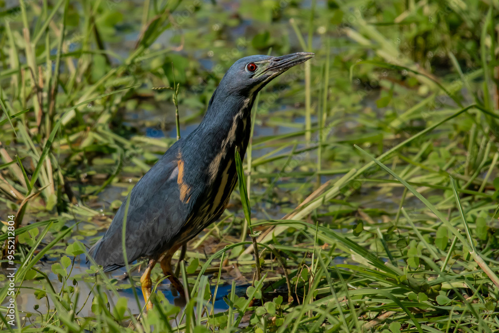 Dwarf Bittern Dwarf Bittern