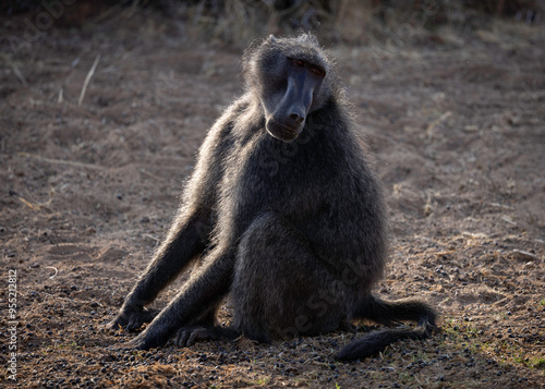 Chacma Baboon eating in the twilight hours. photo