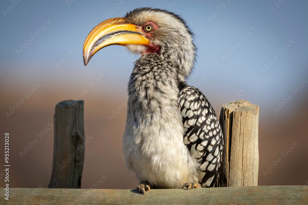 Obraz premium Yellow-billed hornbill sitting on a wooden fence in a protected preserve in South Africa