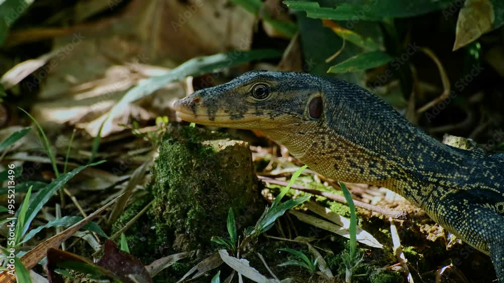Asian water monitor, large lizard in a park, Varanus salvator macromaculatus Asian water monitor, large lizard in a park, Varanus salvator macromaculatus