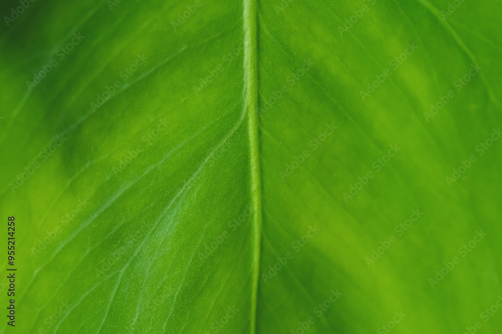 Large green leaves background. Close up natural leaves tropical forest. Fresh, deep foliage texture. Nature concept. earth Large green leaves background. Close up natural leaves tropical forest. Fresh, deep foliage texture. Nature concept. earth