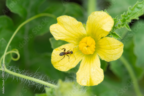 Yellow watermelon flower (Citrullus lanatus). Close-up photo.