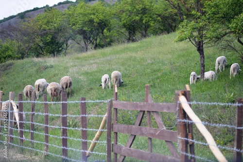 sheep on a green glade