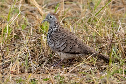 Zebra Dove