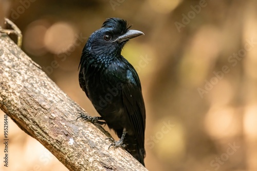 Greater Racket-tailed Drongo