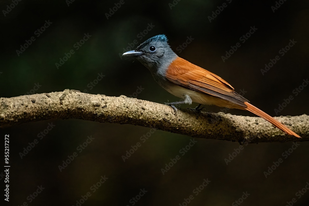 Fototapeta premium Blyth's Paradise Flycatcher