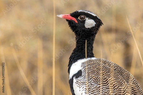 Northern Black Korhaan