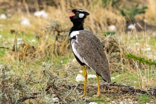 Northern Black Korhaan