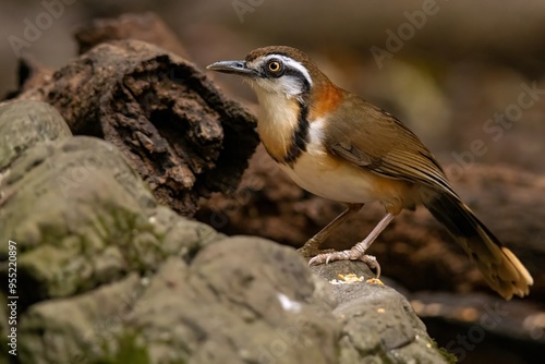 Lesser Necklaced Laughingthrush