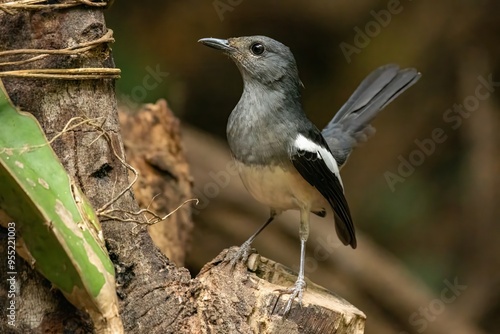 Oriental Magpie-Robin