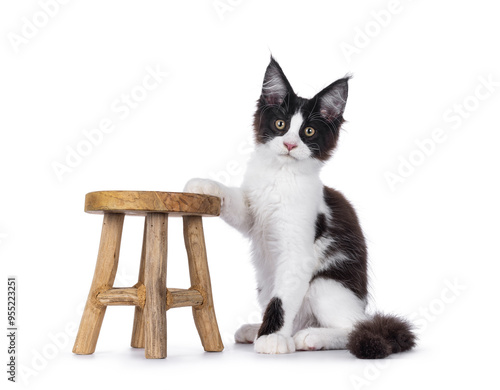 Handsome black and white Maine Coon cat kitten, sitting up side ways with one paw touching little wooden stool. Looking straight to camera. Isolated on a white background. photo