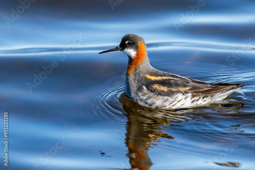 Red-necked Phalarope photo