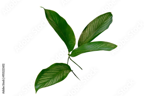 Various species of tropical leaves on transparent background,PNG