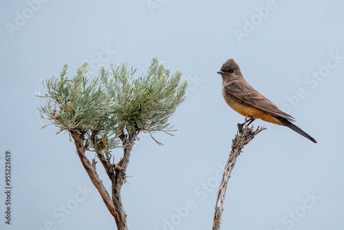 Say's Phoebe