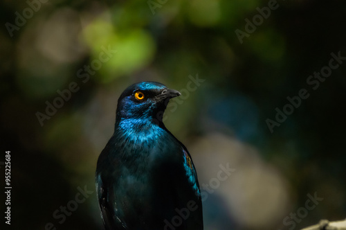 Greater Blue-eared Starling