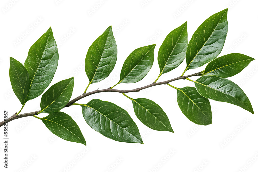 Evergreen branch, green avocado twig on a transparent background Evergreen branch, green avocado twig on a transparent background