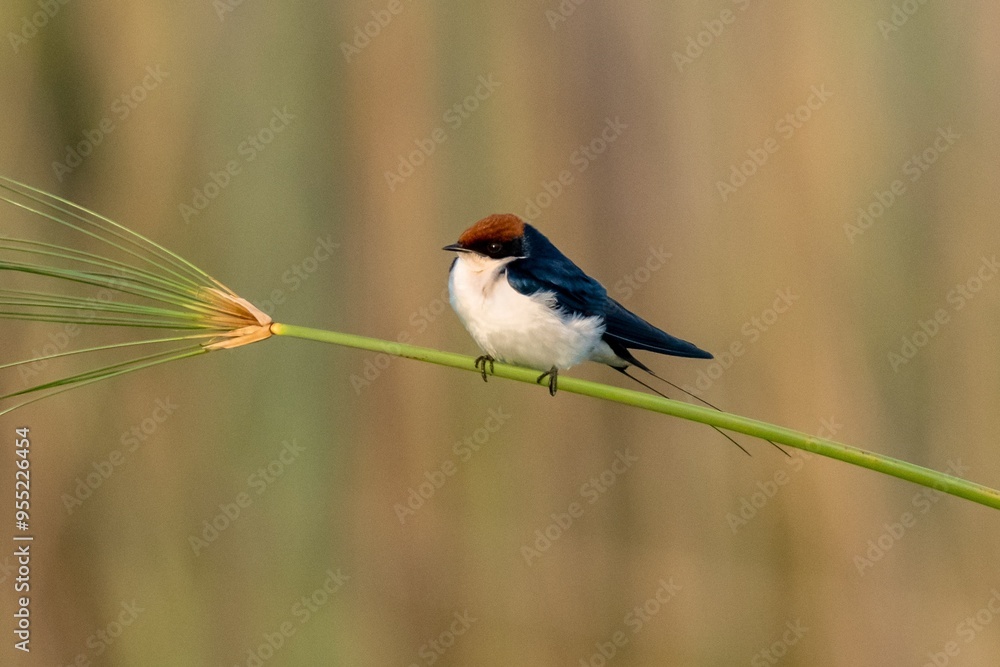 Fototapeta premium Wire-tailed Swallow