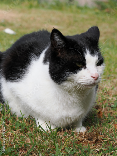 A white and black cat resting on the grass in the garden