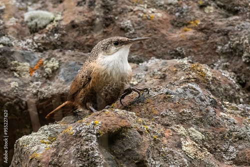 Canyon Wren