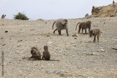 Hamadryas baboon, Papio hamadryas monkey, in the Asir Mountains in Saudi Arabia. Al Taif , Abha photo