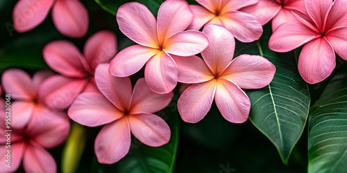 Pink Hawaiian tropical flower scent plant for aroma floral perfume